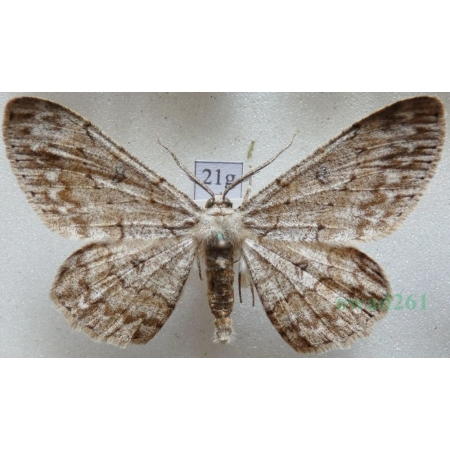 Hypomecis punctinalis (Scopoli, 1763) male Przylepek nakropek Czech21g